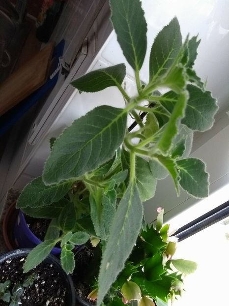 31028344_1934221223317983_1966947848_o - g_kohleria