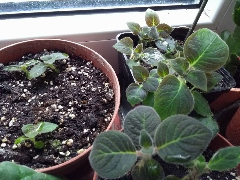 31309267_1934221276651311_390171123_o - g_kohleria