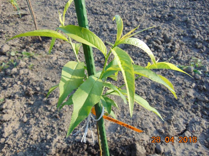 Aprilie 2018 - piersic PAVIE galbena 4 Damb