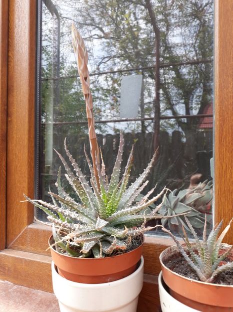  - Flori de gradina-2018 Primavara