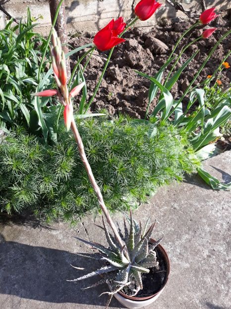  - Flori de gradina-2018 Primavara