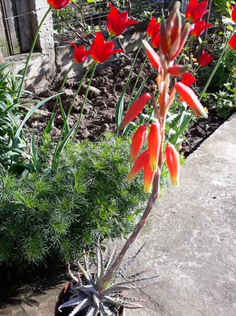  - Flori de gradina-2018 Primavara