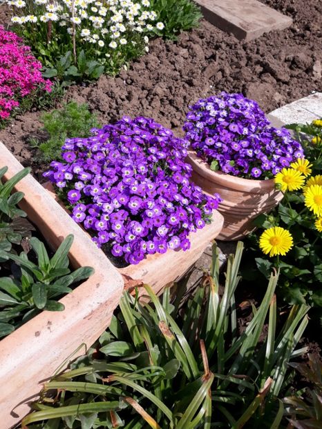  - Flori de gradina-2018 Primavara