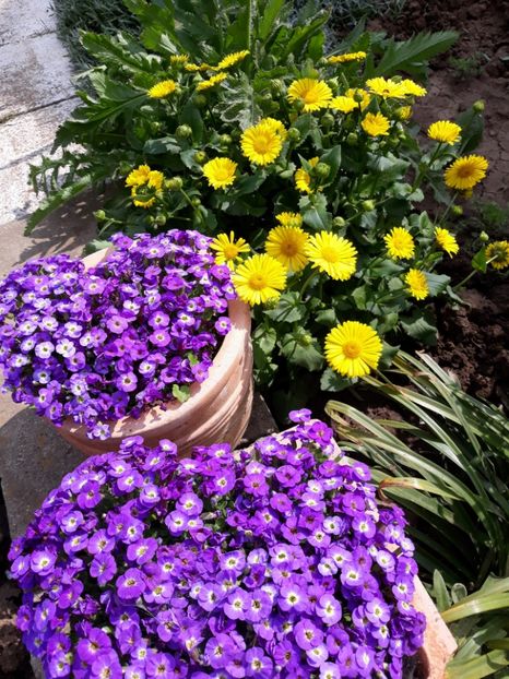  - Flori de gradina-2018 Primavara