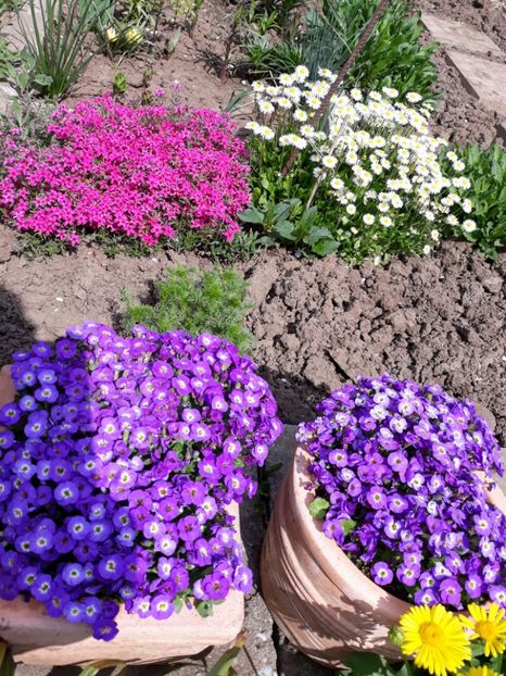  - Flori de gradina-2018 Primavara