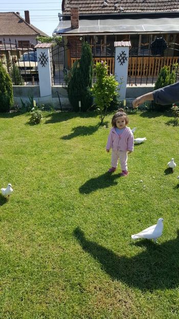 IMG-20180429-WA0003 - Cel mai mic Columbofil