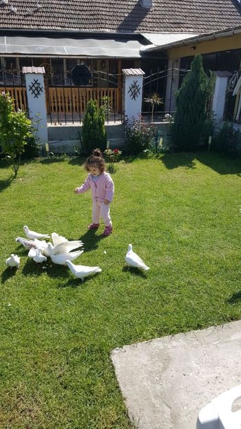 IMG-20180429-WA0002 - Cel mai mic Columbofil