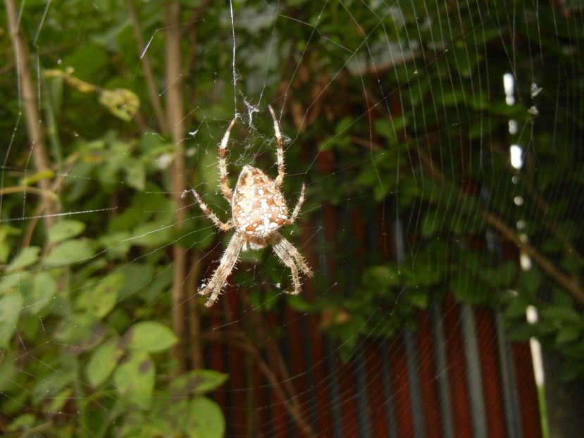 Spider (2014, October 09) - SPIDER_Paianjen