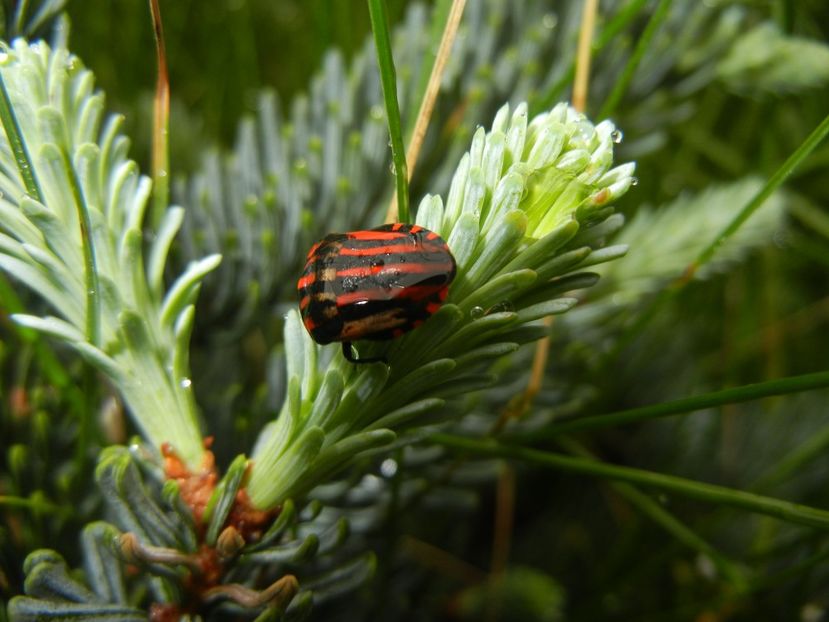 Striped Shield Bug (2014, May 14) - BUGS_Gandacei