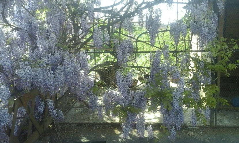 IMG-20180429-WA0009 - A venit primăvara