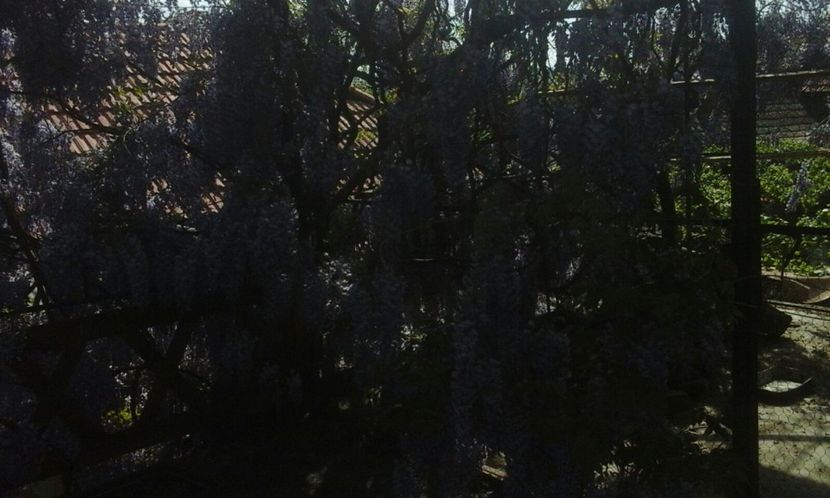 IMG-20180429-WA0004 - A venit primăvara