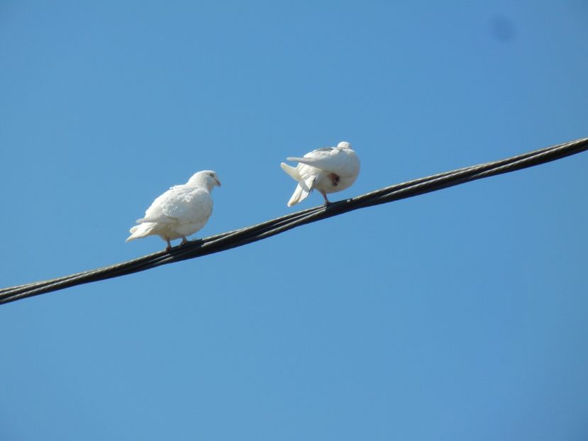 Doves (2014, March 13) - Collared Dove_Gugustiuc