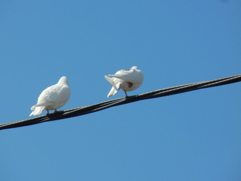 Doves (2014, March 13) - Collared Dove_Gugustiuc