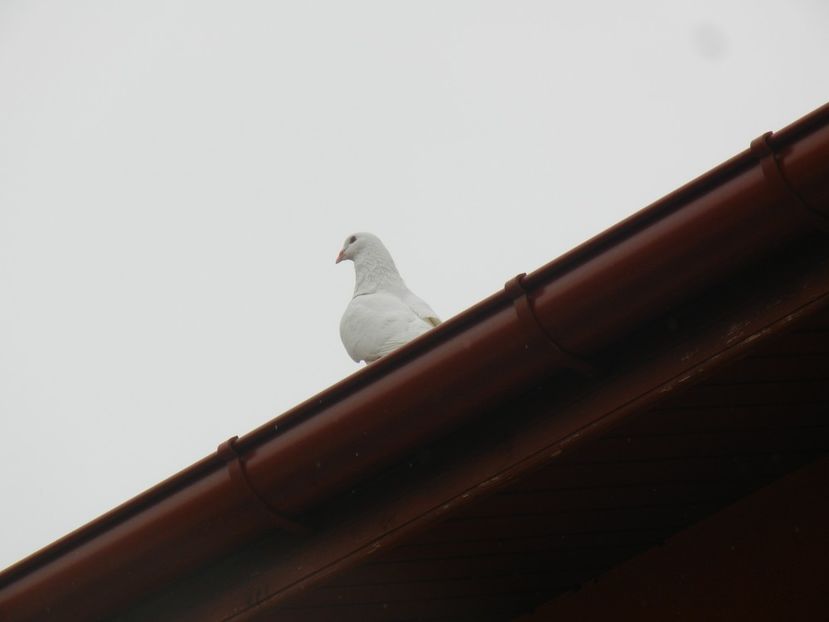 White Dove (2013, September 09) - Collared Dove_Gugustiuc