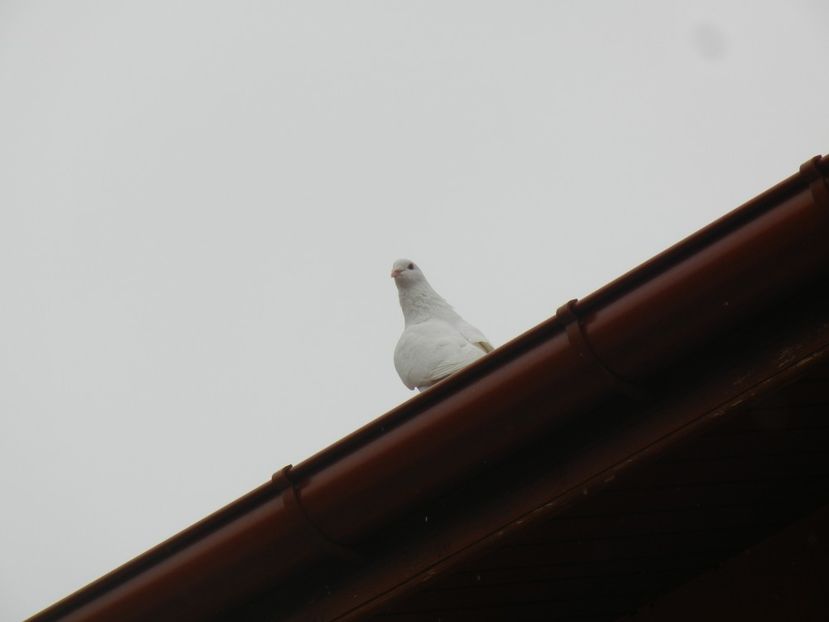 White Dove (2013, September 09) - Collared Dove_Gugustiuc