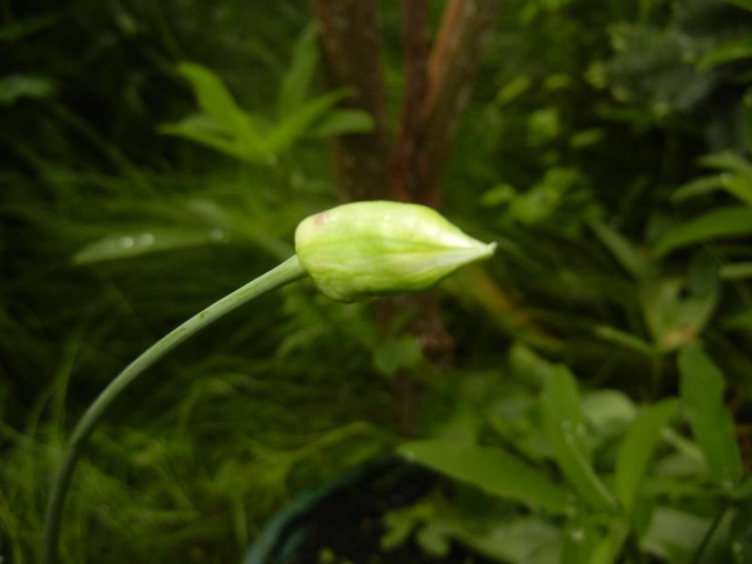 Triteleia hyacinthina (2017, May 08) - TRITELEIA Hyacinthina