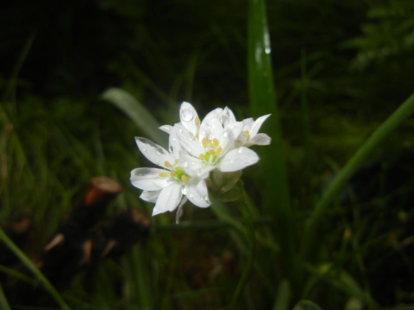 Triteleia hyacinthina (2017, May 08) - TRITELEIA Hyacinthina