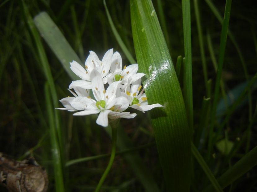 Triteleia hyacinthina (2017, May 11) - TRITELEIA Hyacinthina