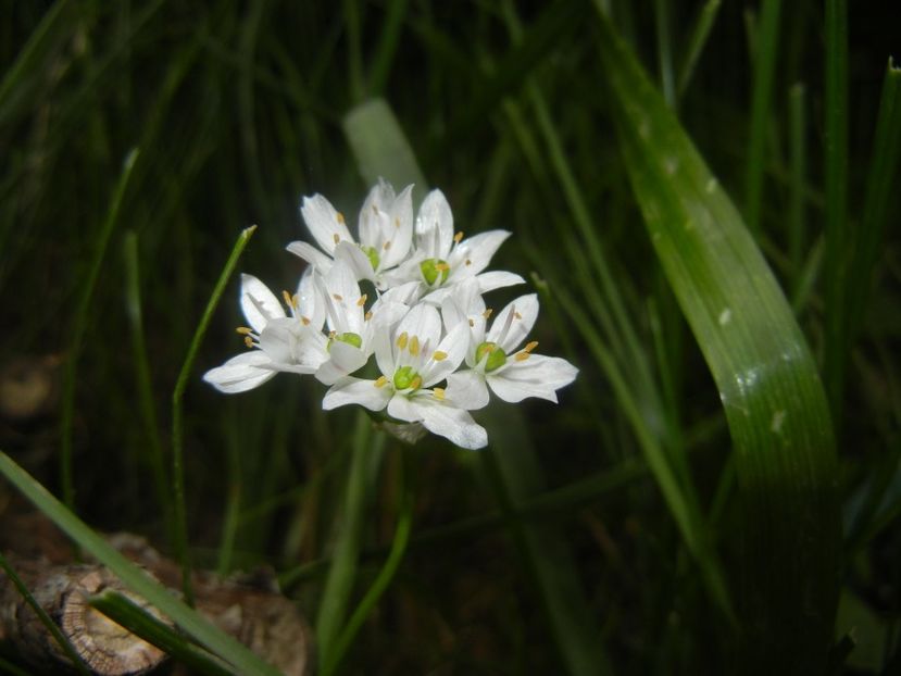 Triteleia hyacinthina (2017, May 13) - TRITELEIA Hyacinthina