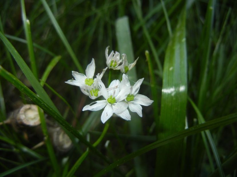Triteleia hyacinthina (2017, May 16) - TRITELEIA Hyacinthina