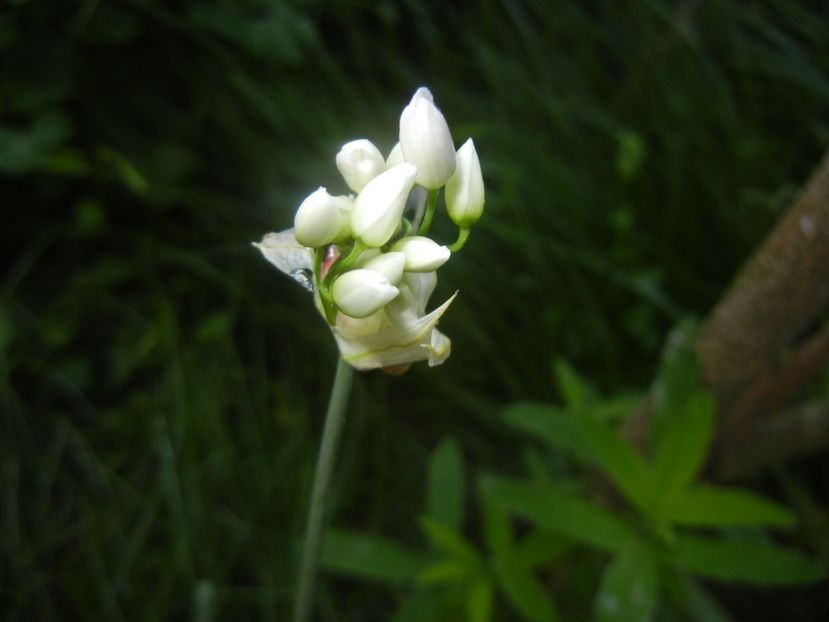 Triteleia hyacinthina (2017, May 16) - TRITELEIA Hyacinthina