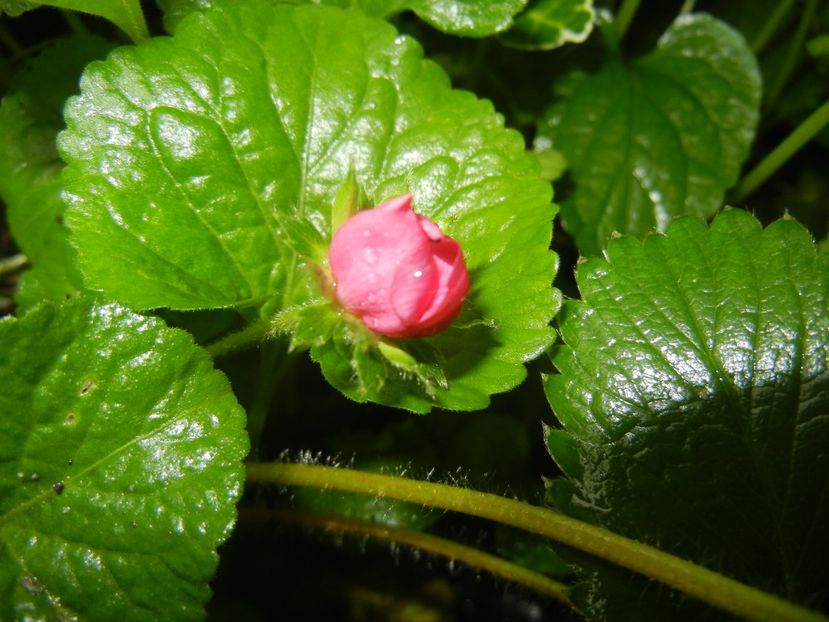 Strawberry Flower (2017, April 20) - Strawberry_Capsuni