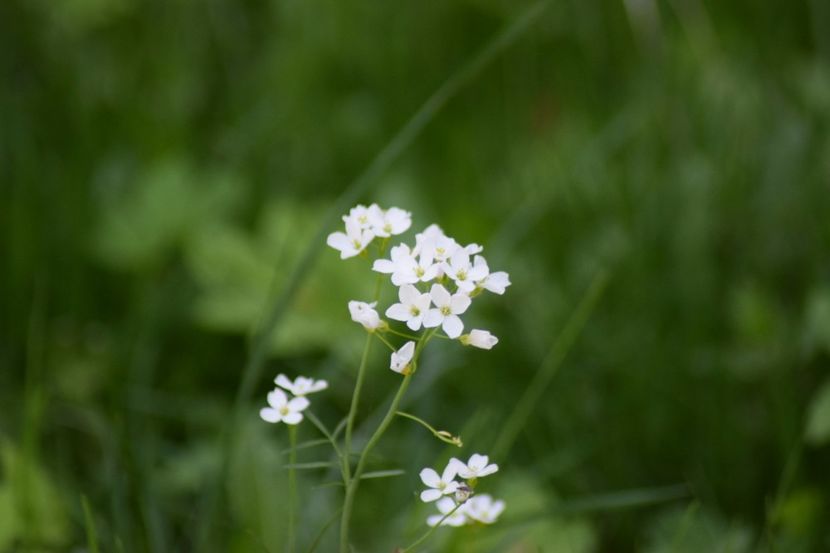  - Slanic Moldova si Targu Ocna