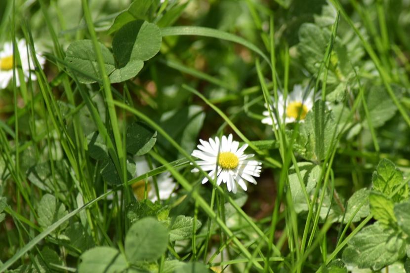  - Slanic Moldova si Targu Ocna
