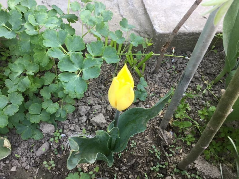 Leandru macedonean,multumesc draga Ligia.Alaturi am reusit si eu o mica padurice....vreau sa creasca - Flori 2018