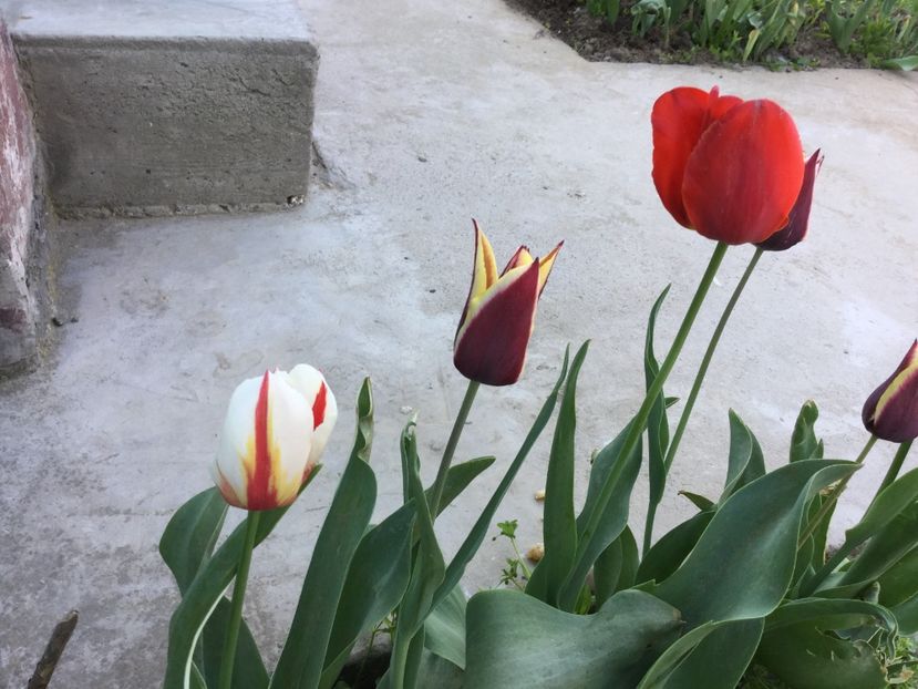 E99B77DE-ACA3-46F8-9E5F-5C51B556A494 - Flori 2018