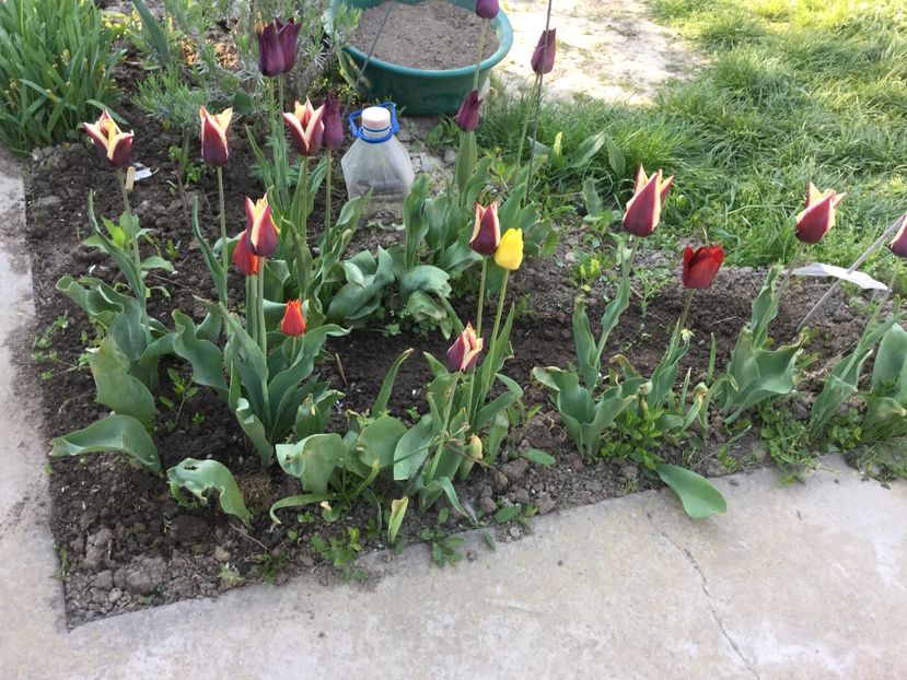 DAC5C355-60EC-4790-BDF2-1351BD710074 - Flori 2018