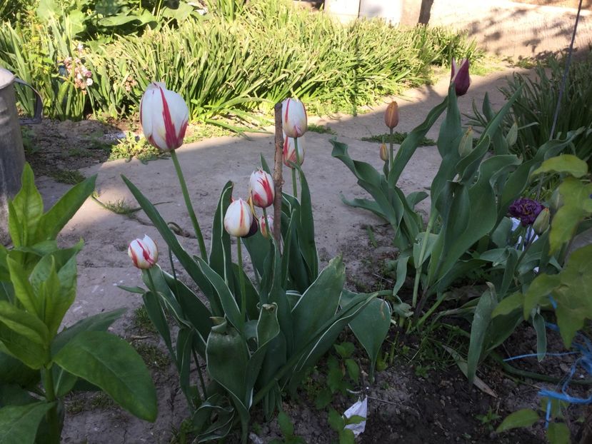 D65729CB-1FA3-41E5-8066-07E0C9EB96E6 - Flori 2018