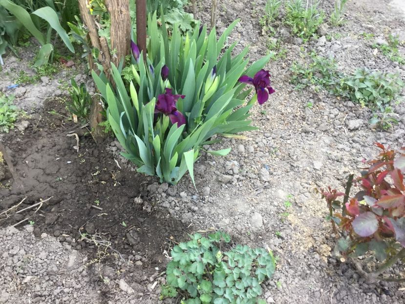 A75EC216-DFD3-4CAE-8C41-7726D5D0CF6A - Flori 2018