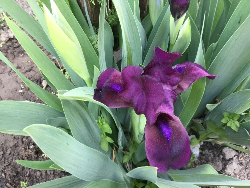 FDC08E99-41C2-401D-8E0B-6E6CE02A8AD2 - Flori 2018