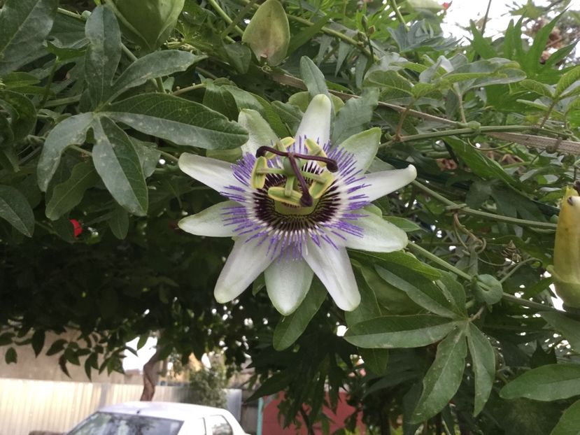 C5387279-EC13-425E-AD27-4FAE415A6312 - Flori 2018