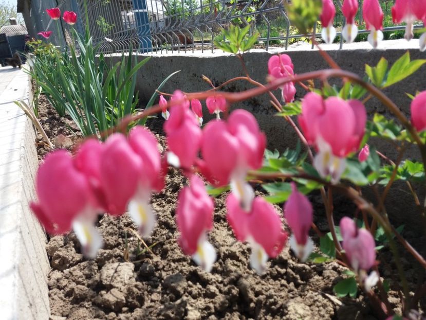 DICENTRA - Prier 2018