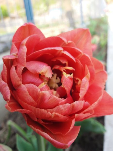 copper image duble batute tarzii - Prier 2018