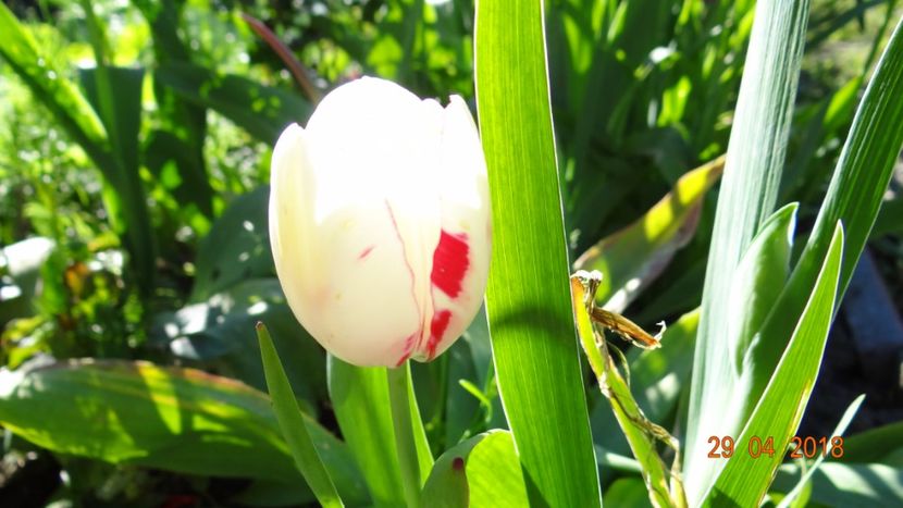  - Un inceput timid- aprilie infocat