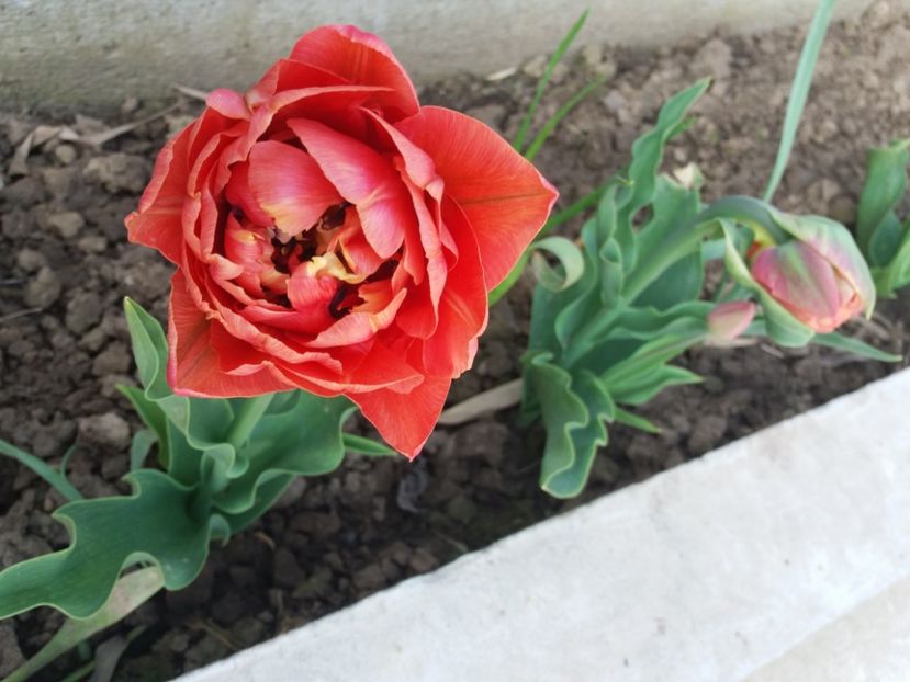 culoare portocaliu corai - Prier 2018