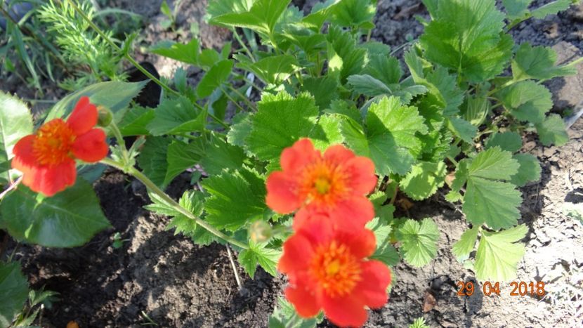  - Un inceput timid- aprilie infocat