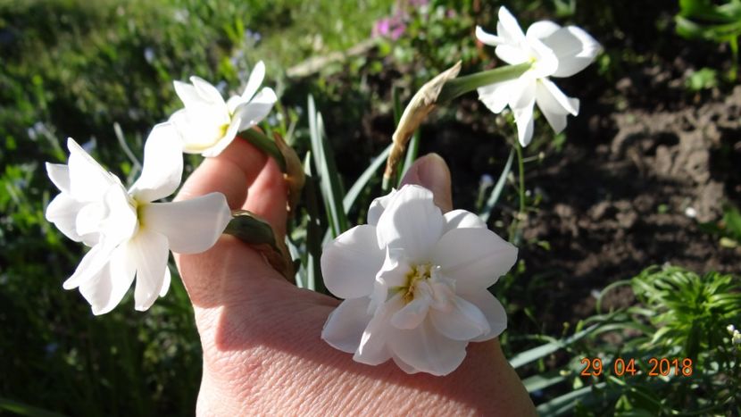 ultimele  narcise - Un inceput timid- aprilie infocat