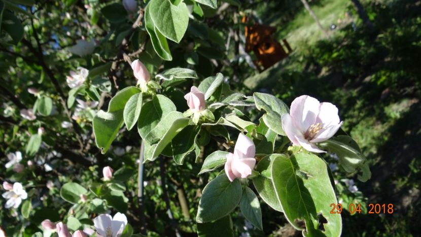 infloreste si gutuiul - Un inceput timid- aprilie infocat