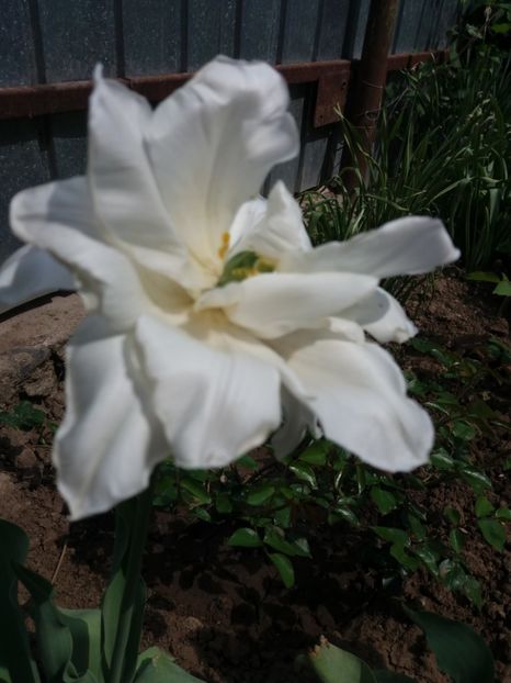 Lalea tip bujor spre sfarsitul infloririi - Prier 2018