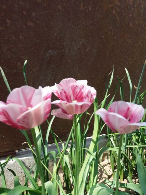 Lalele mele artistice - Prier 2018