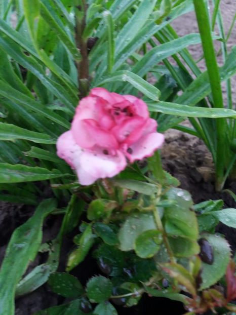 Primul trandafir inflorit din butas - Prier 2018