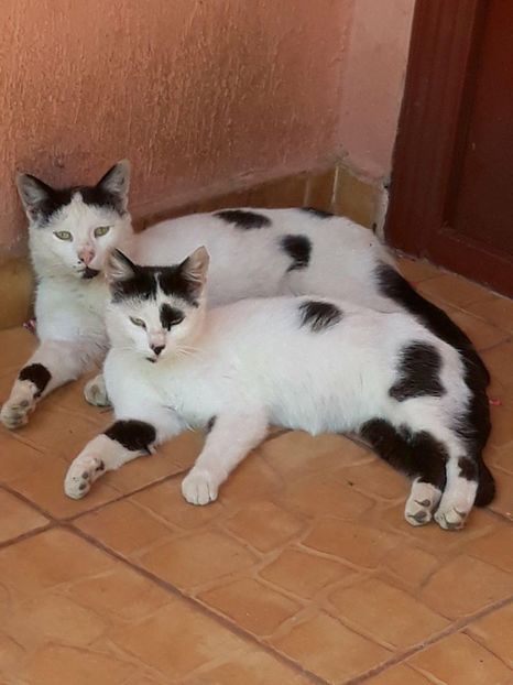  - ANIMĂLUȚELE NOASTRE