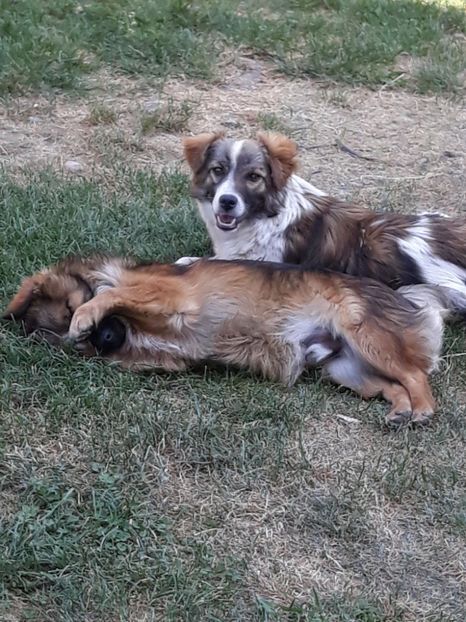  - ANIMĂLUȚELE NOASTRE