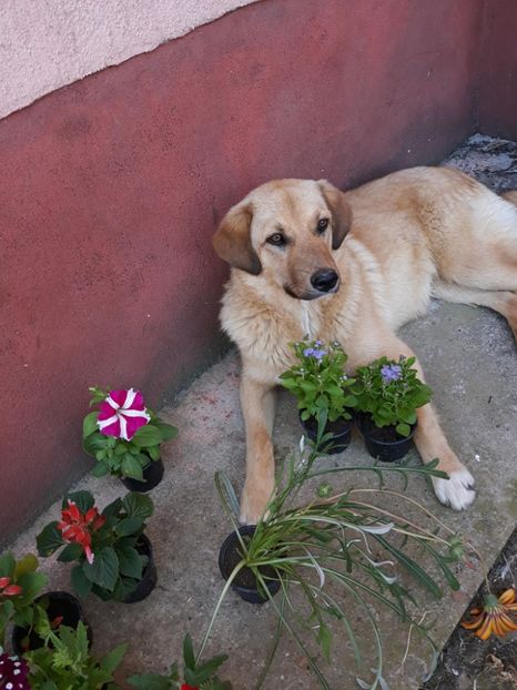  - ANIMĂLUȚELE NOASTRE