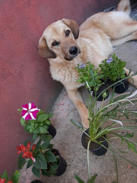  - ANIMĂLUȚELE NOASTRE