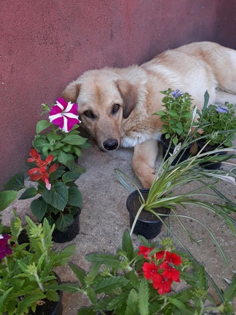  - ANIMĂLUȚELE NOASTRE